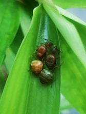 Three ants of different colors, including brown and green, are gathered closely together on a vibrant green leaf. The background is blurred, highlighting the details and colors of the ants and the leaf's texture.