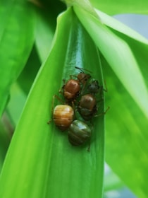 Three ants of different colors, including brown and green, are gathered closely together on a vibrant green leaf. The background is blurred, highlighting the details and colors of the ants and the leaf's texture.