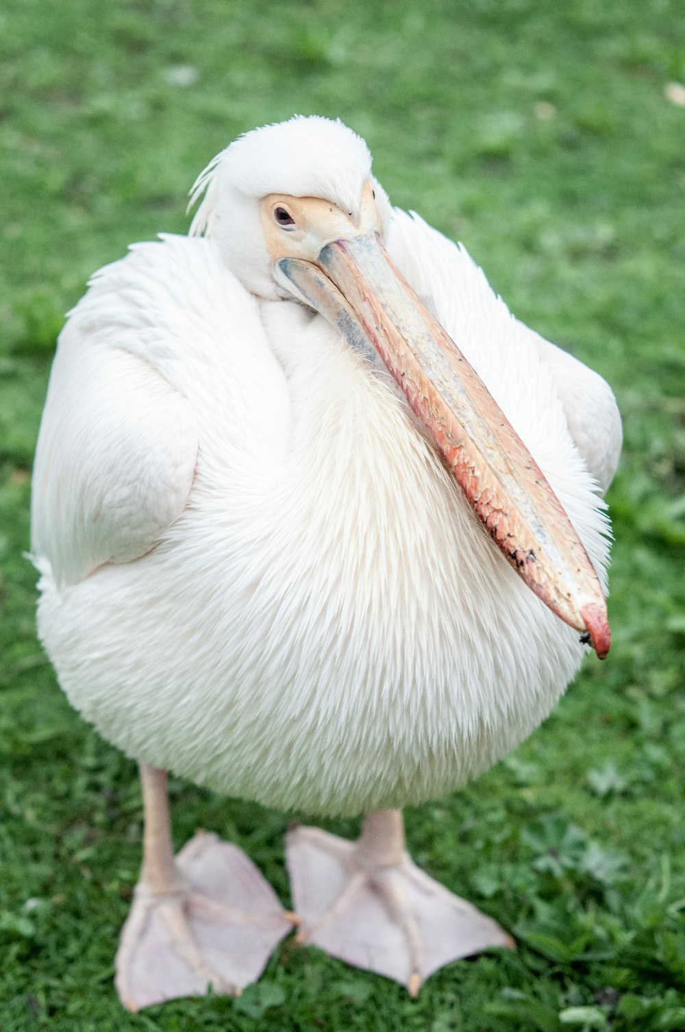 white pelican on green grass during daytime photo – Free Brown Image on  Unsplash