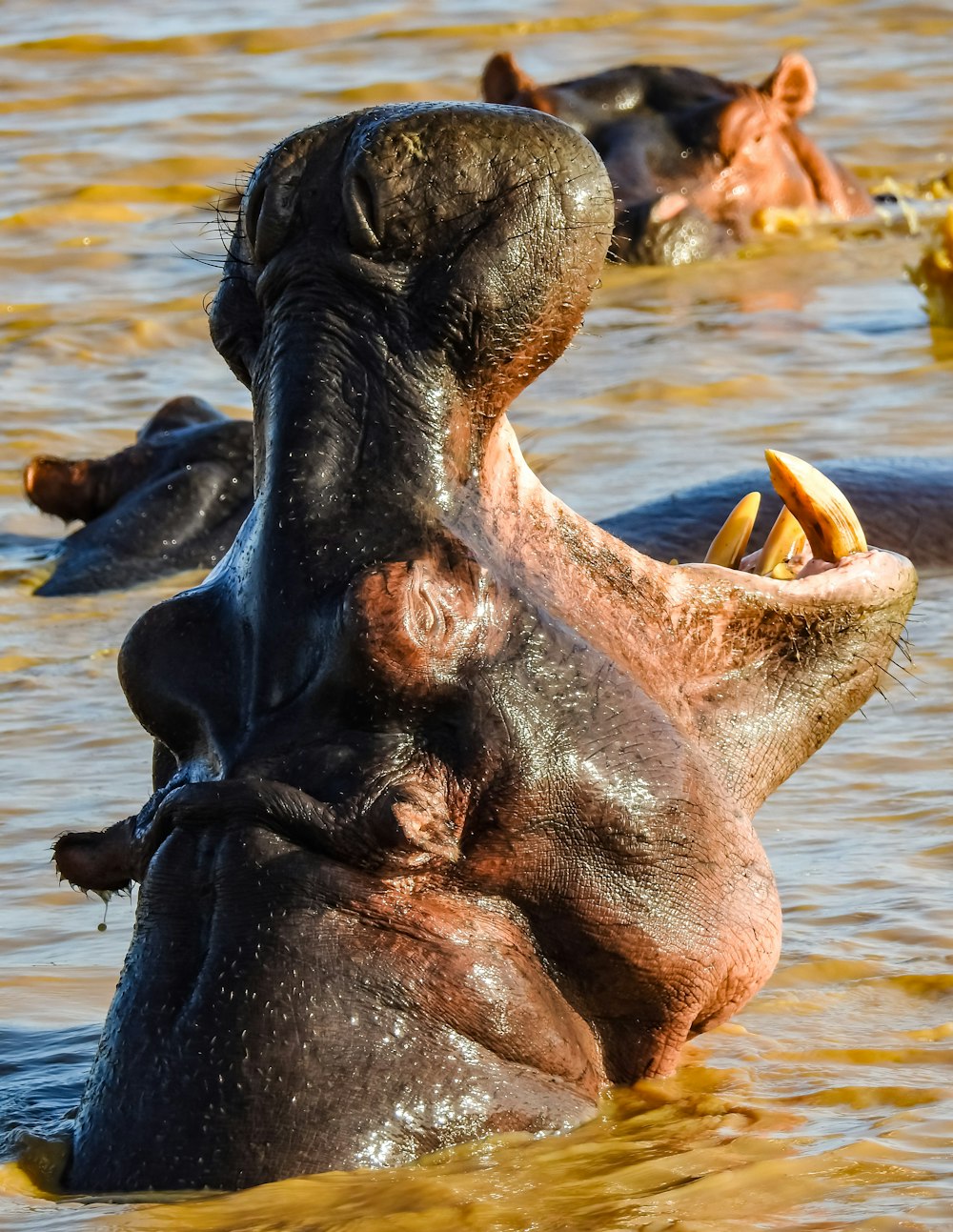 brown sea lion on water during daytime