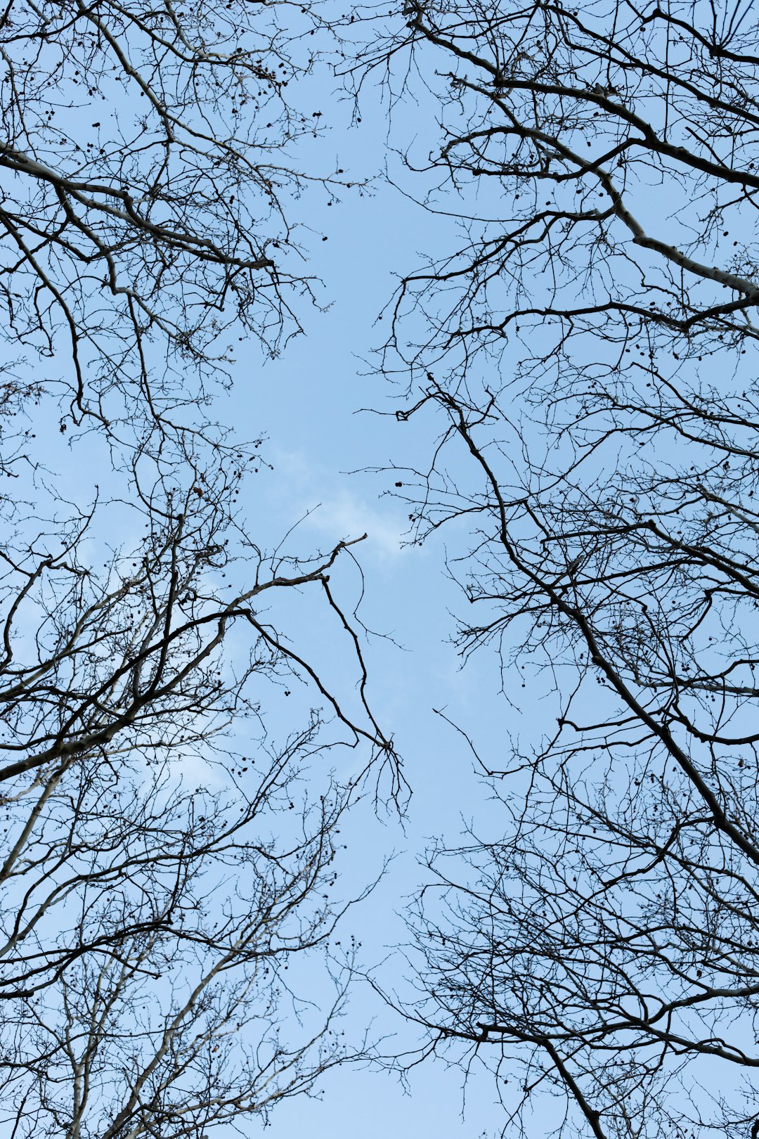 bare tree under white clouds during daytime