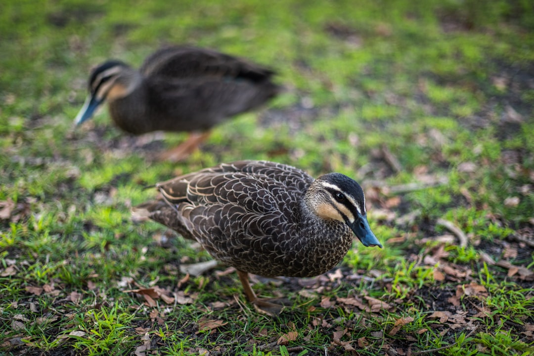 black and brown duck on green grass during daytime