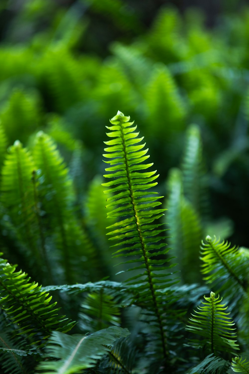 green fern plant in close up photography