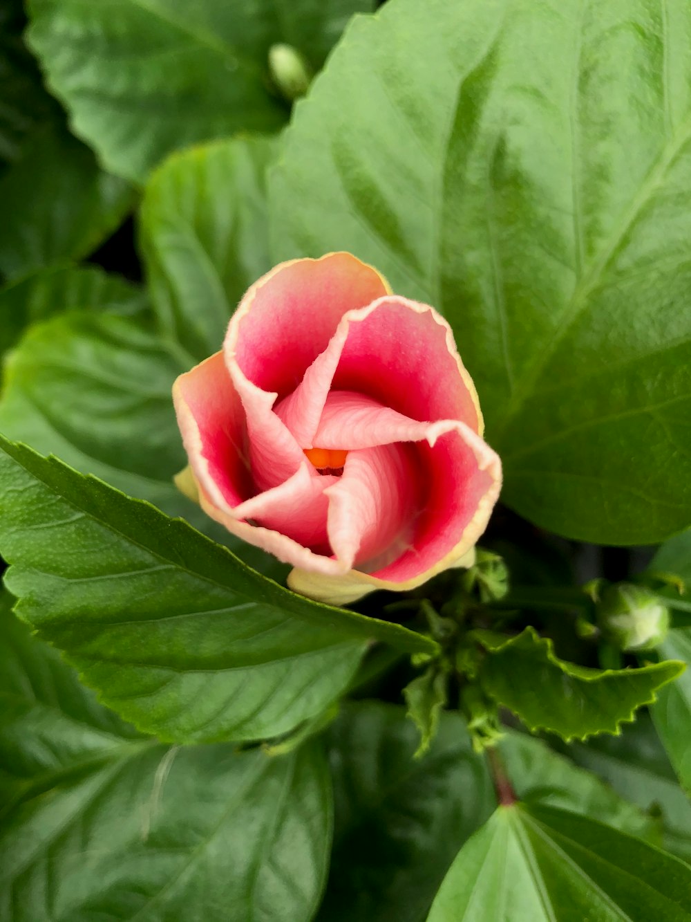 pink rose in bloom during daytime