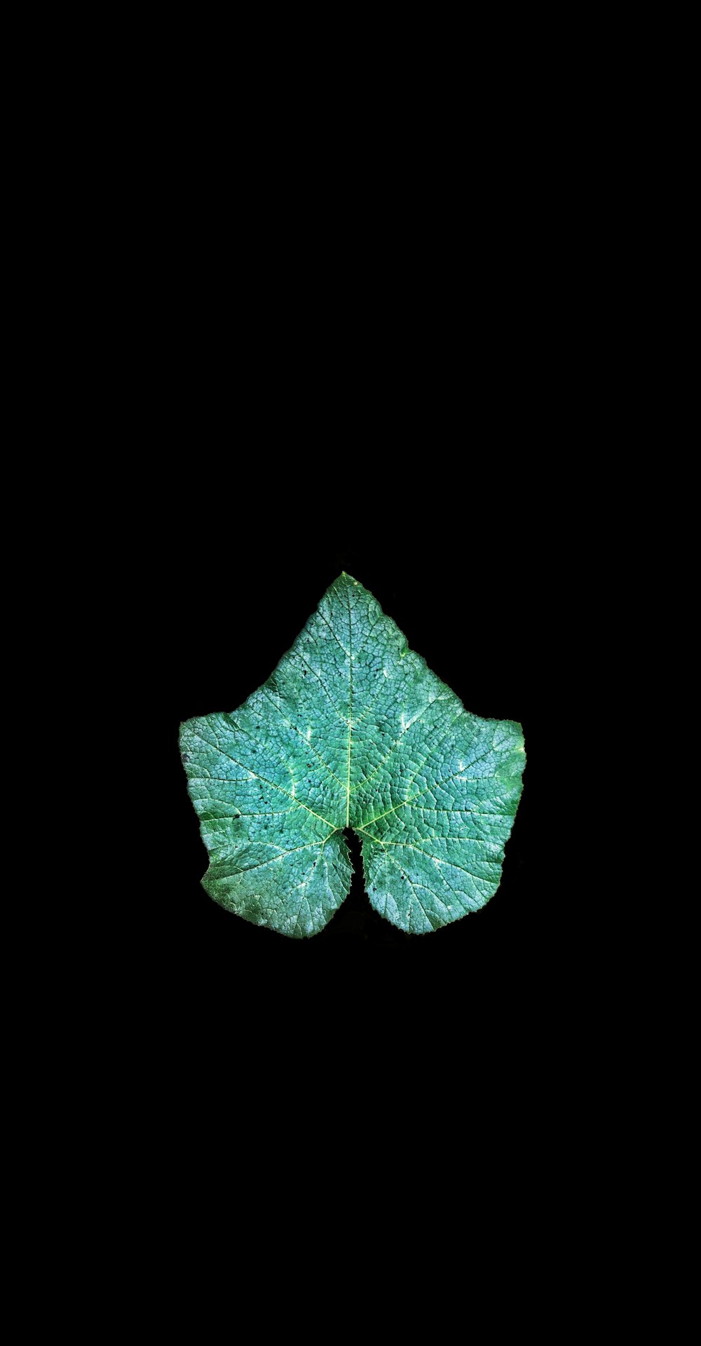 흰색 배경의 녹색 잎