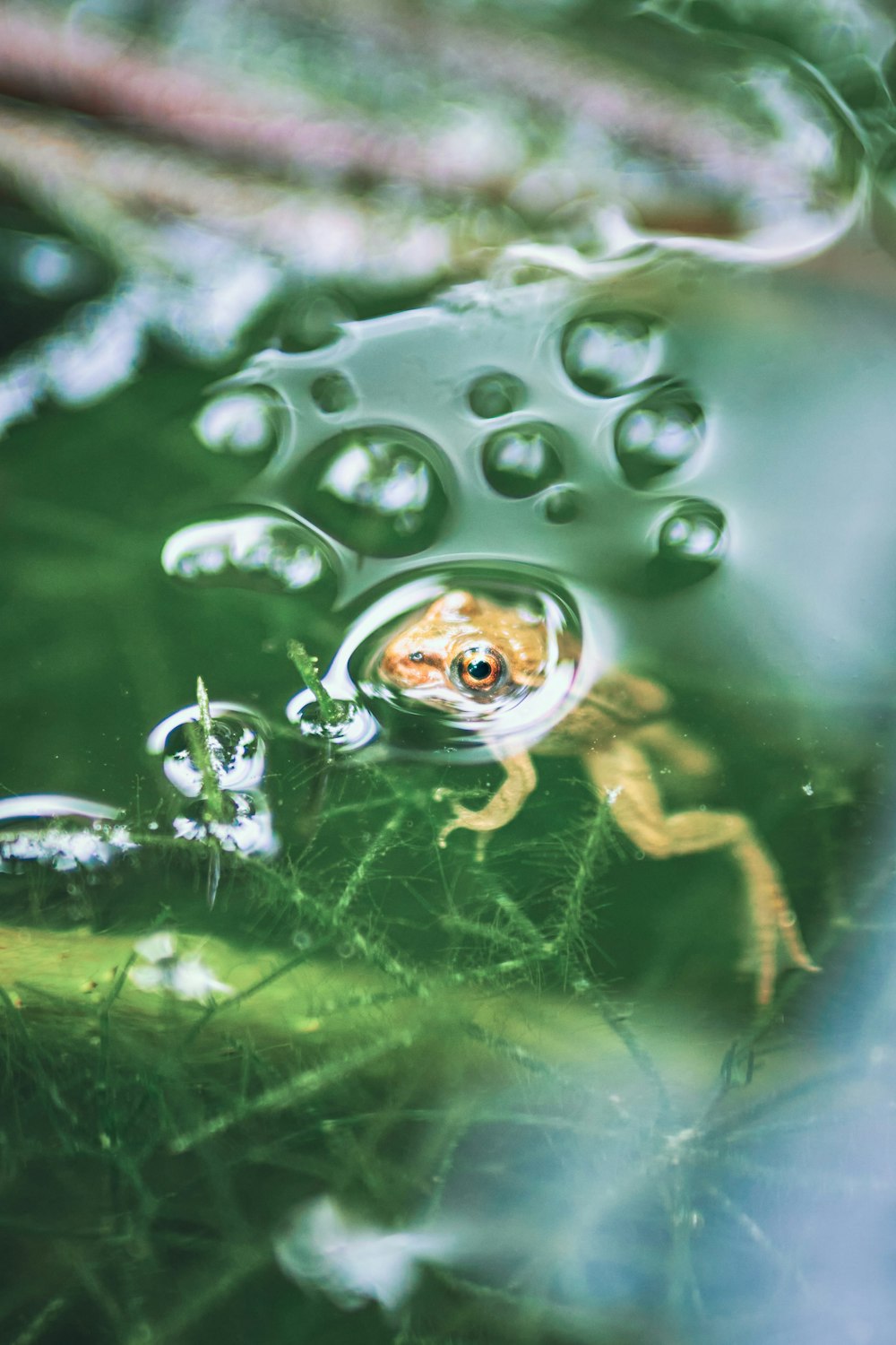 green frog on water during daytime