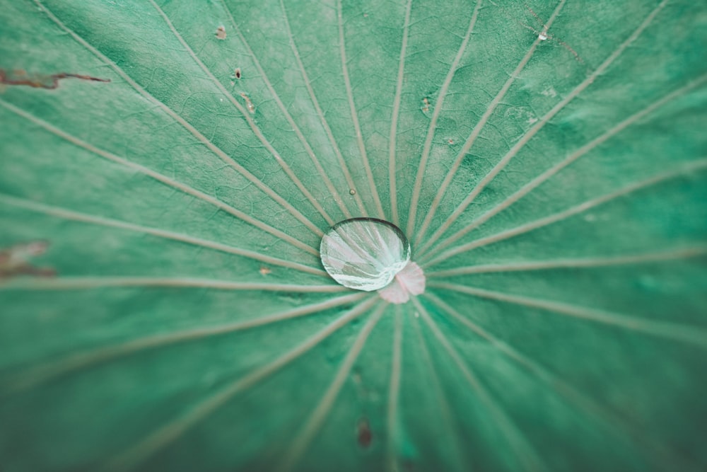 water droplets on green leaf