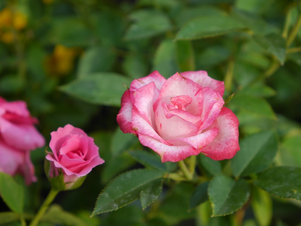 pink rose in bloom during daytime