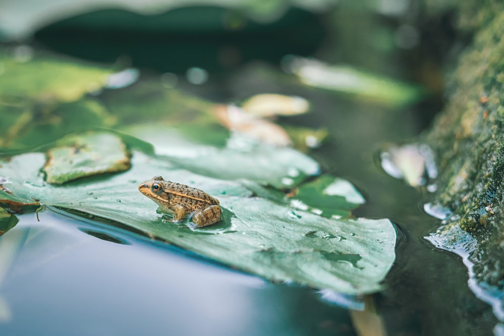 brown frog on green leaf