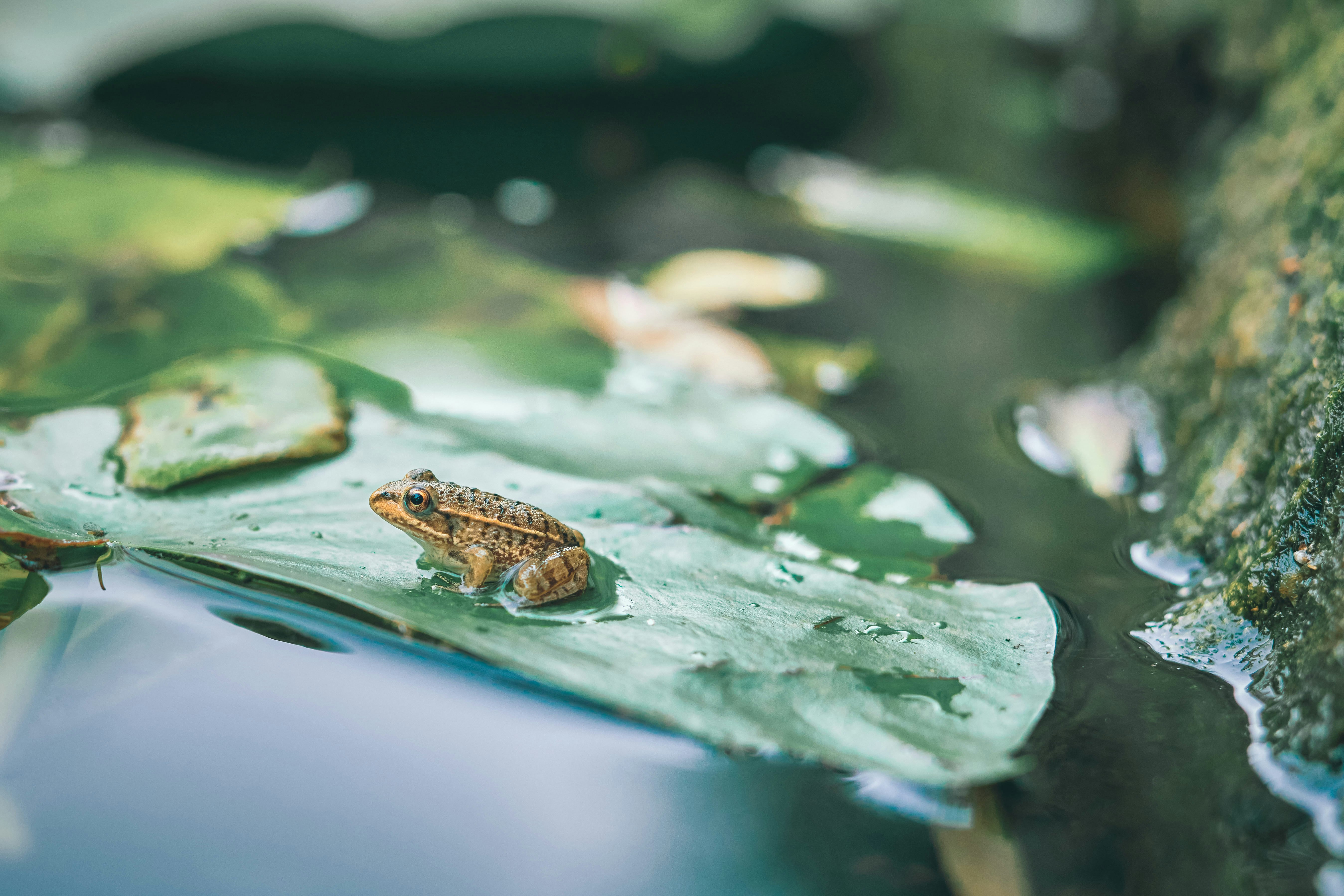 brown frog on green leaf