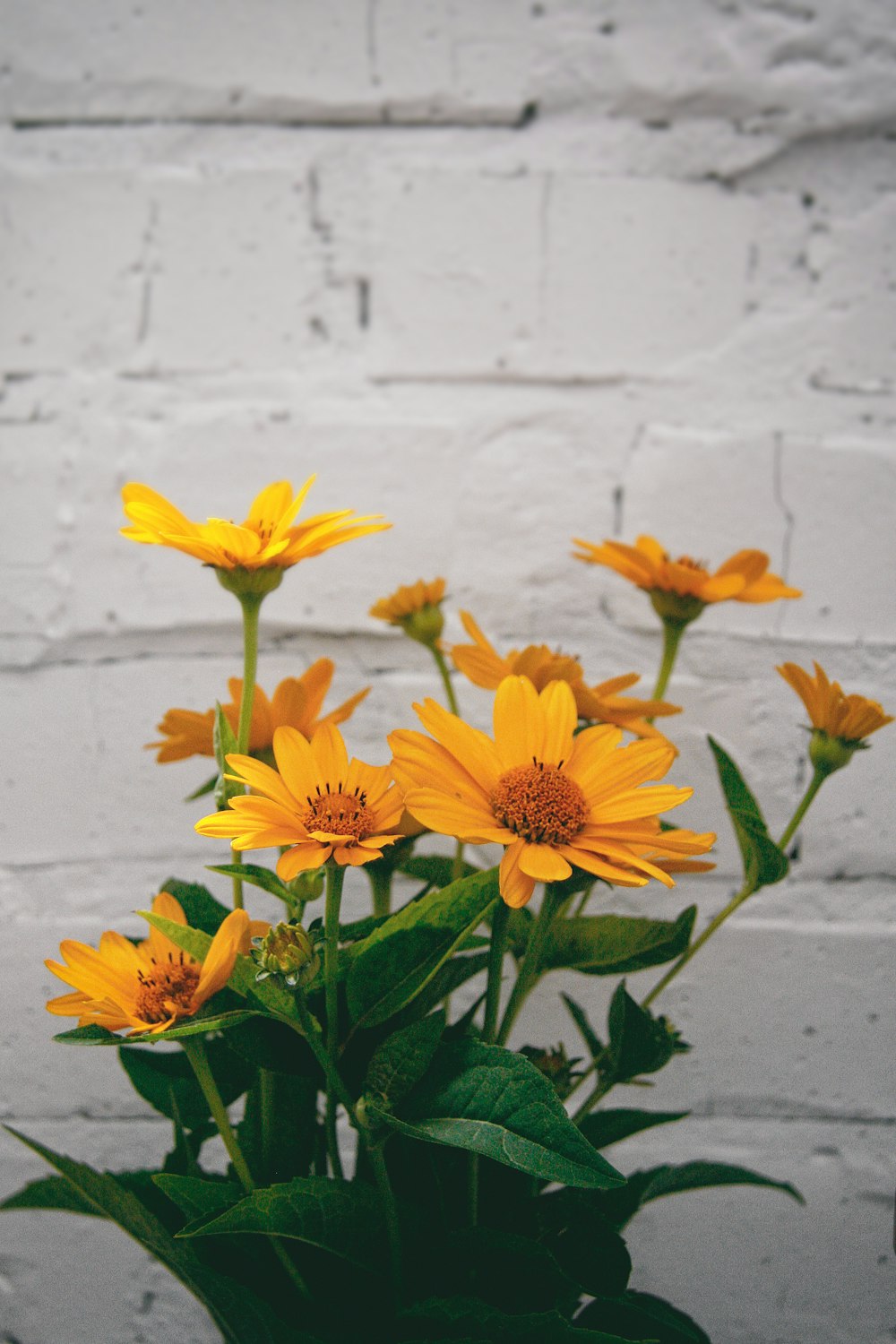 yellow flowers in front of white wall