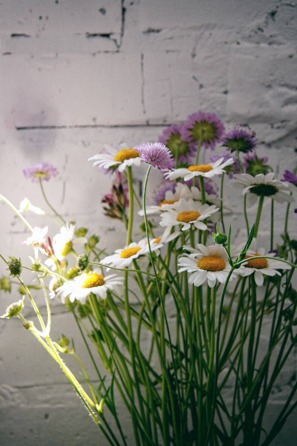 white and purple flowers in bloom