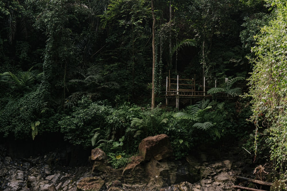 brown wooden bridge in the middle of forest during daytime