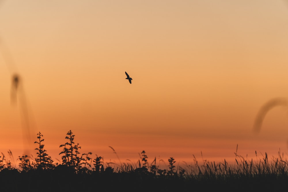 silhouette of bird flying over plants during sunset