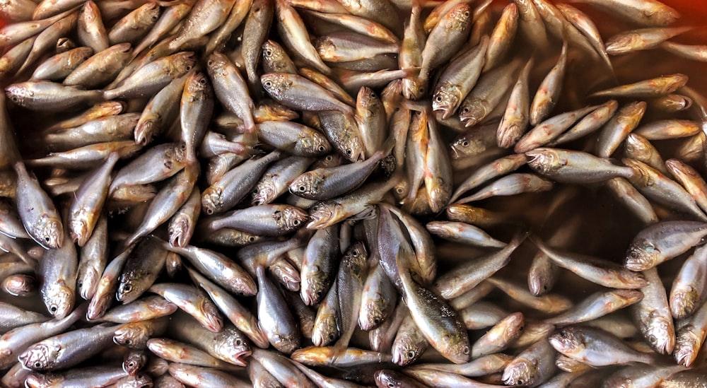 black and brown fish on white textile