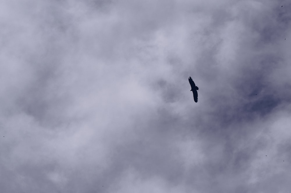 black bird flying under cloudy sky during daytime