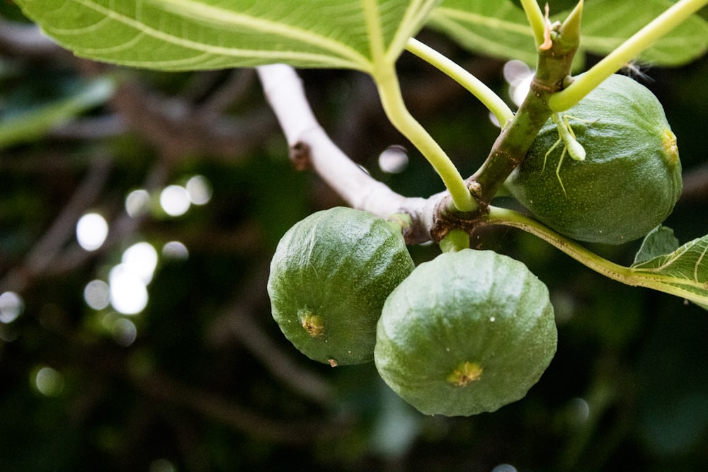 茶色の木の枝に緑の丸い果実