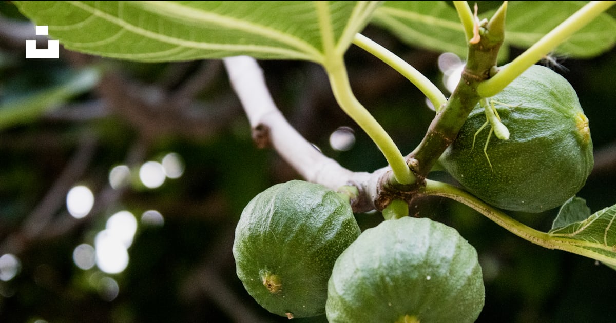 Fruit rond vert sur branche d’arbre brune photo – Image gratuite de ...
