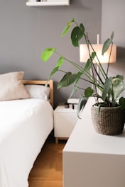 green plant on brown woven basket