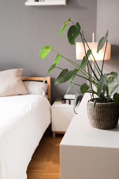 green plant on brown woven basket