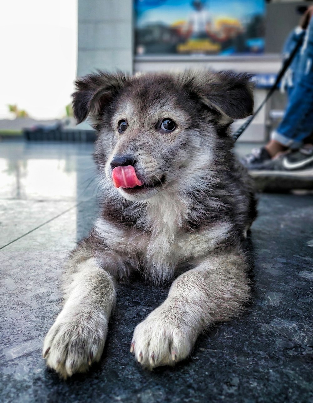 brown and black short coated dog lying on gray concrete floor