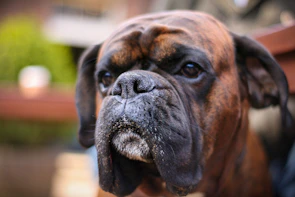 Close-up of a Cane Corso's powerful blocky head highlighting its muscular features.