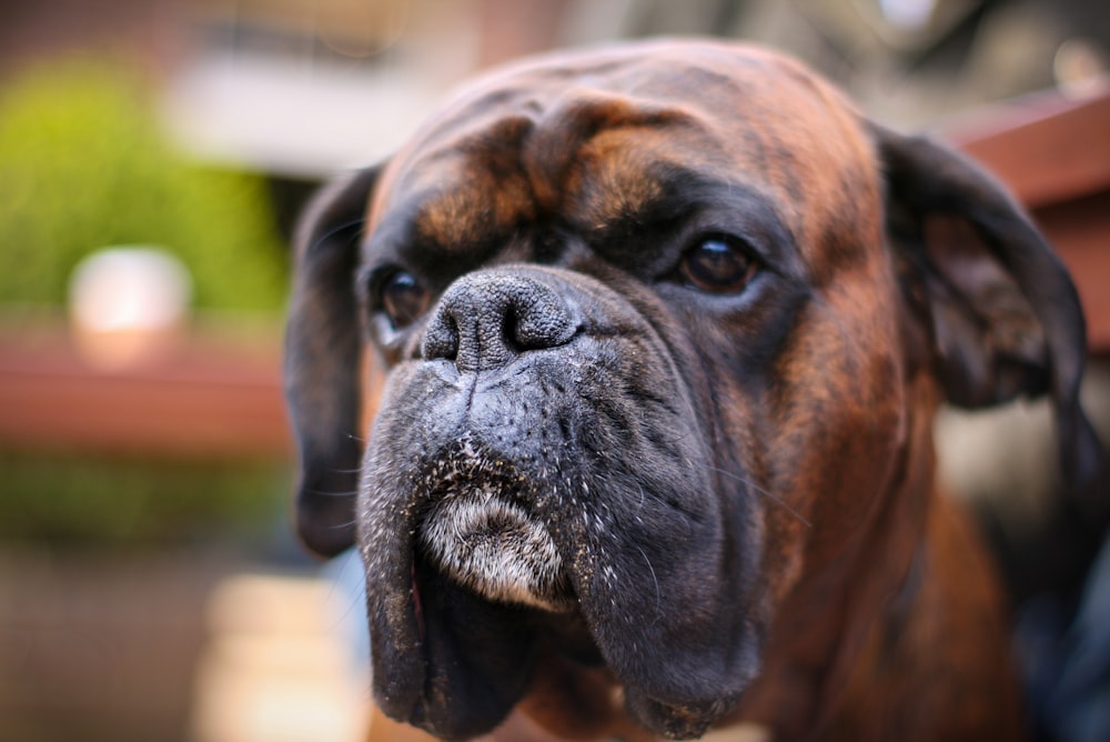 茶色と黒のショートコートの犬