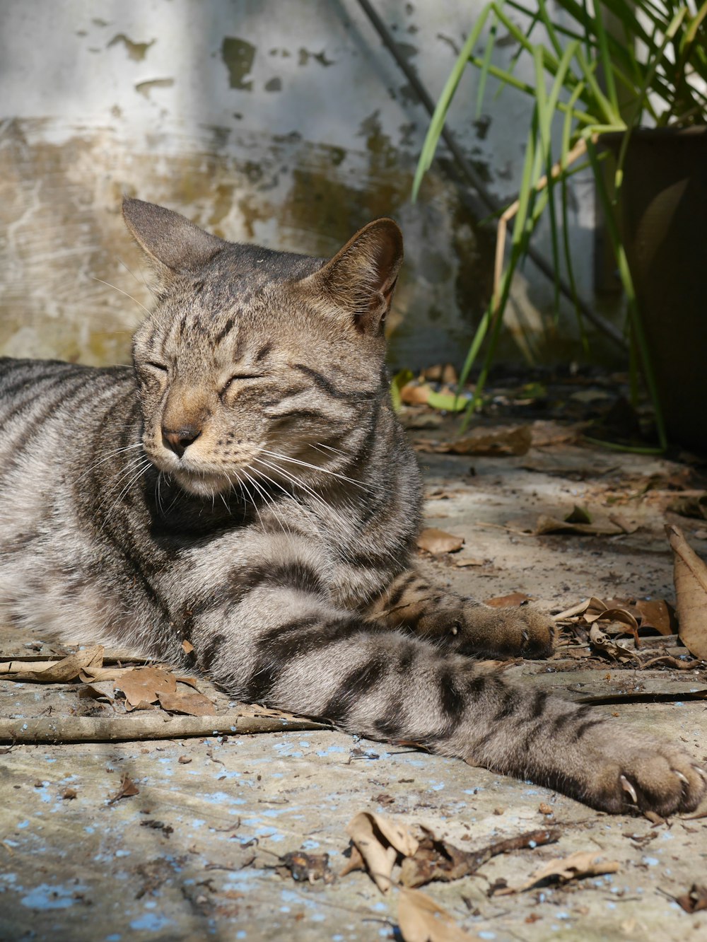 silver tabby cat lying on ground