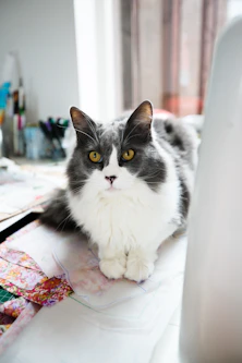 Gato mascota sobre mesa de costura 