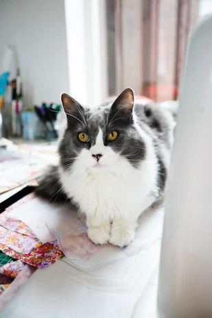 Gato mascota sobre mesa de costura 