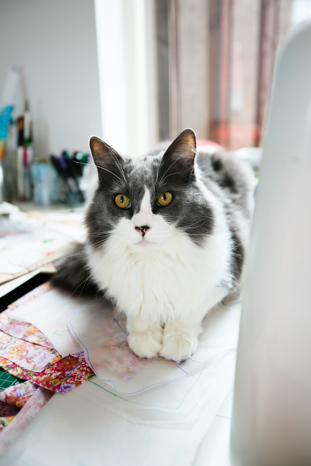 white and black cat on white table