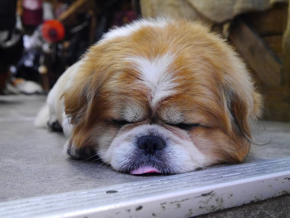 white and brown long coated small dog lying on white textile