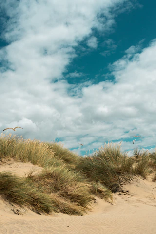 green grass under blue sky and white clouds during daytime