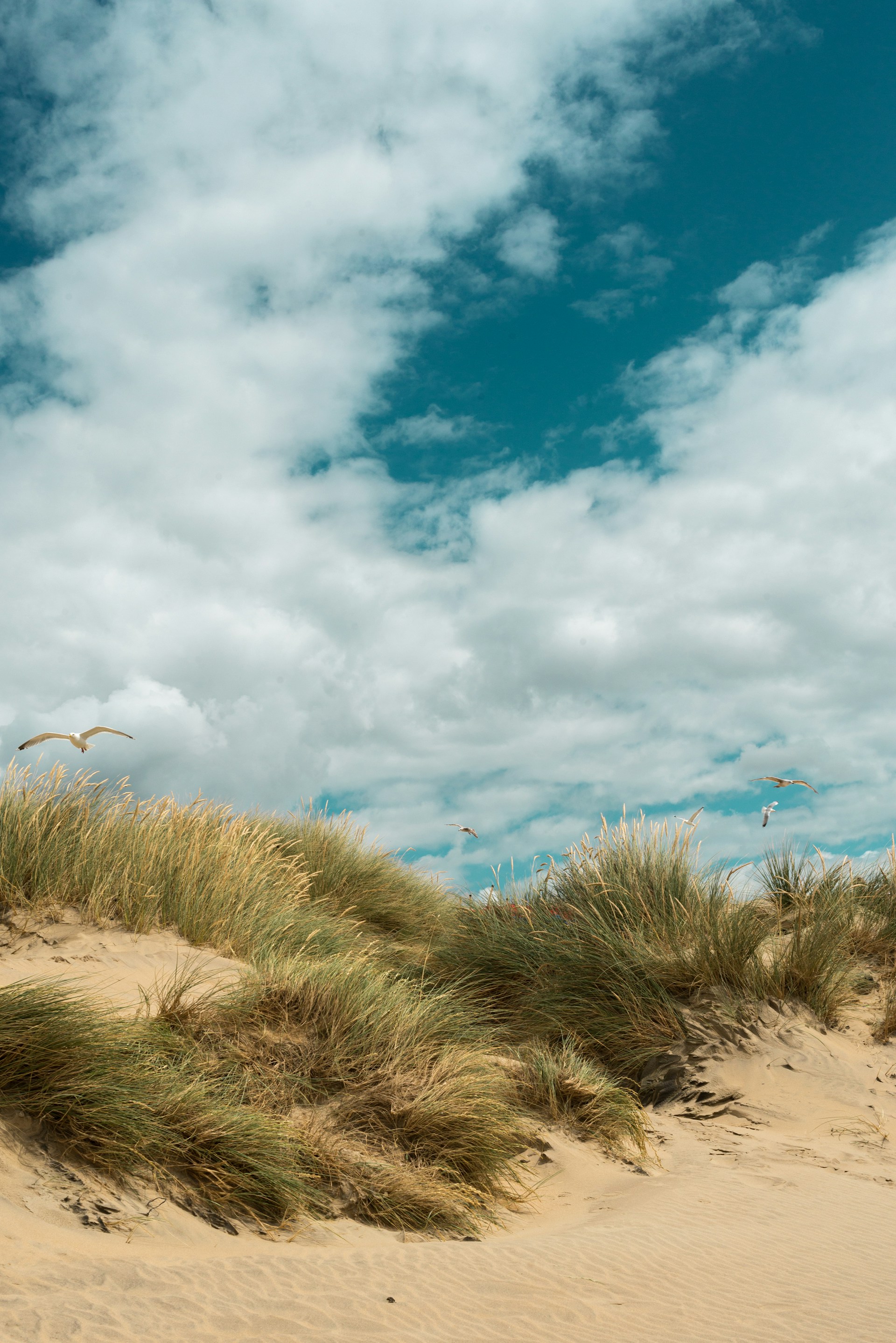 green grass under blue sky and white clouds during daytime