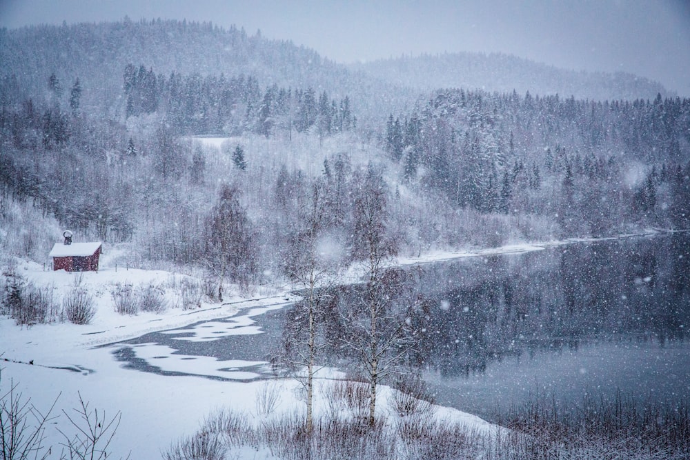 snow covered trees during daytime