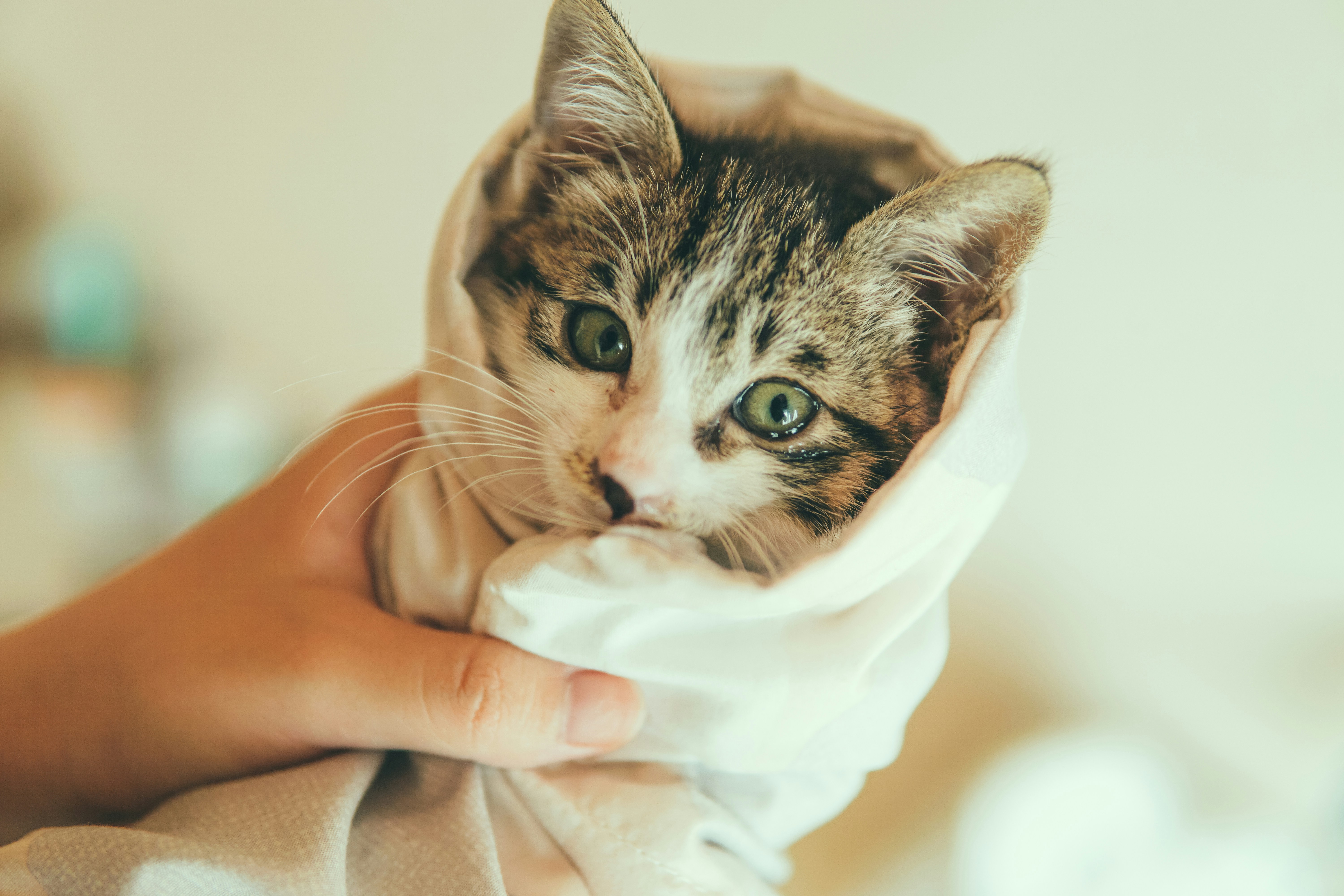 9 Cat Care for Beginners Cleaning Routine Tips