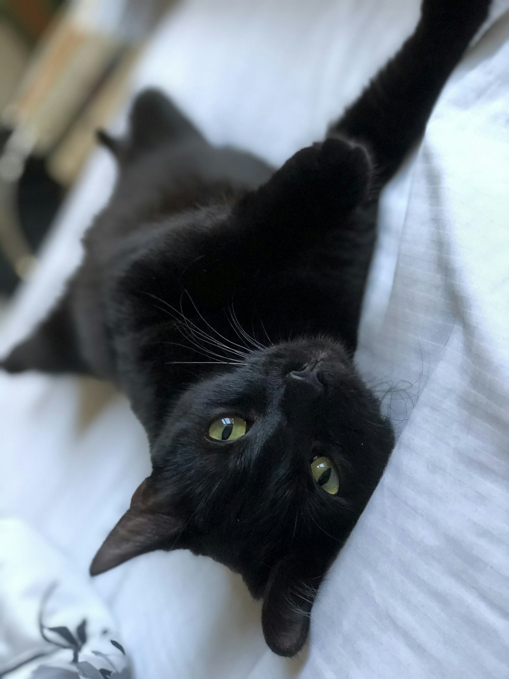 gato preto deitado no têxtil branco