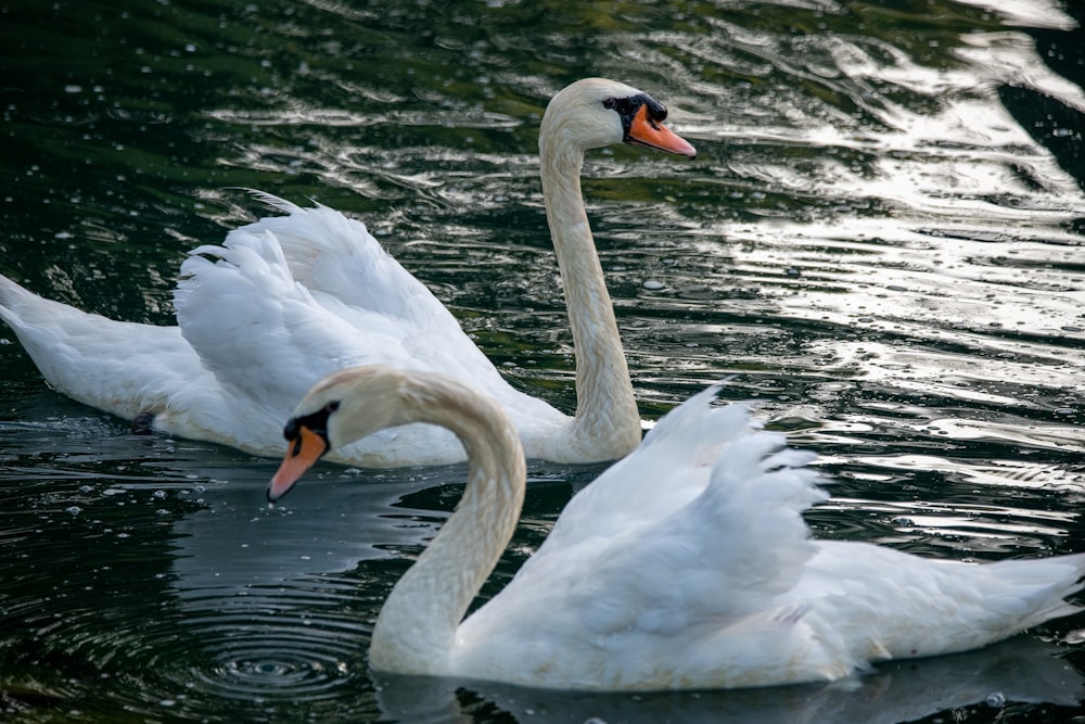 white swan on water during daytime