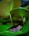 green frog on green leaf