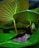 green frog on green leaf