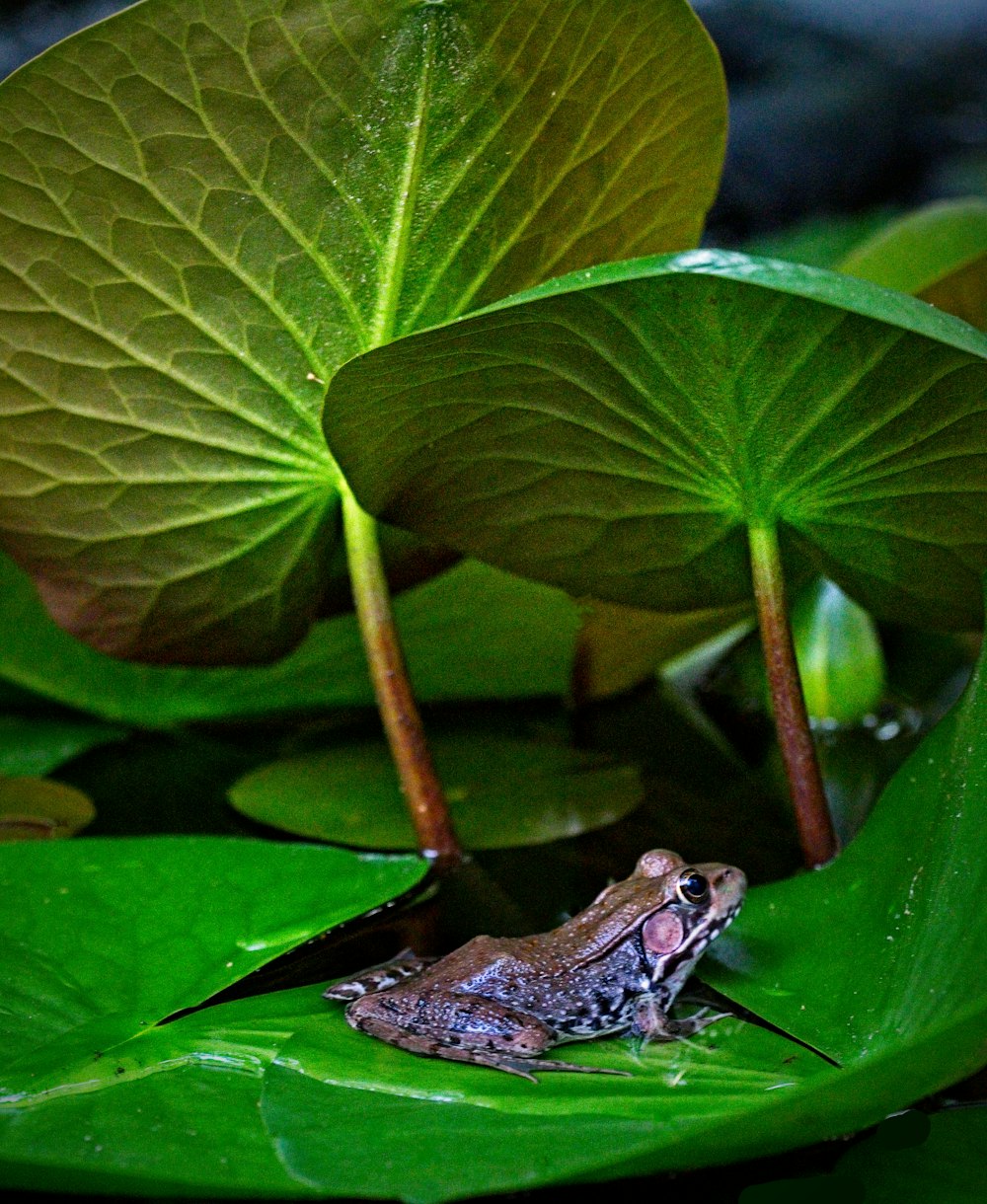 green frog on green leaf