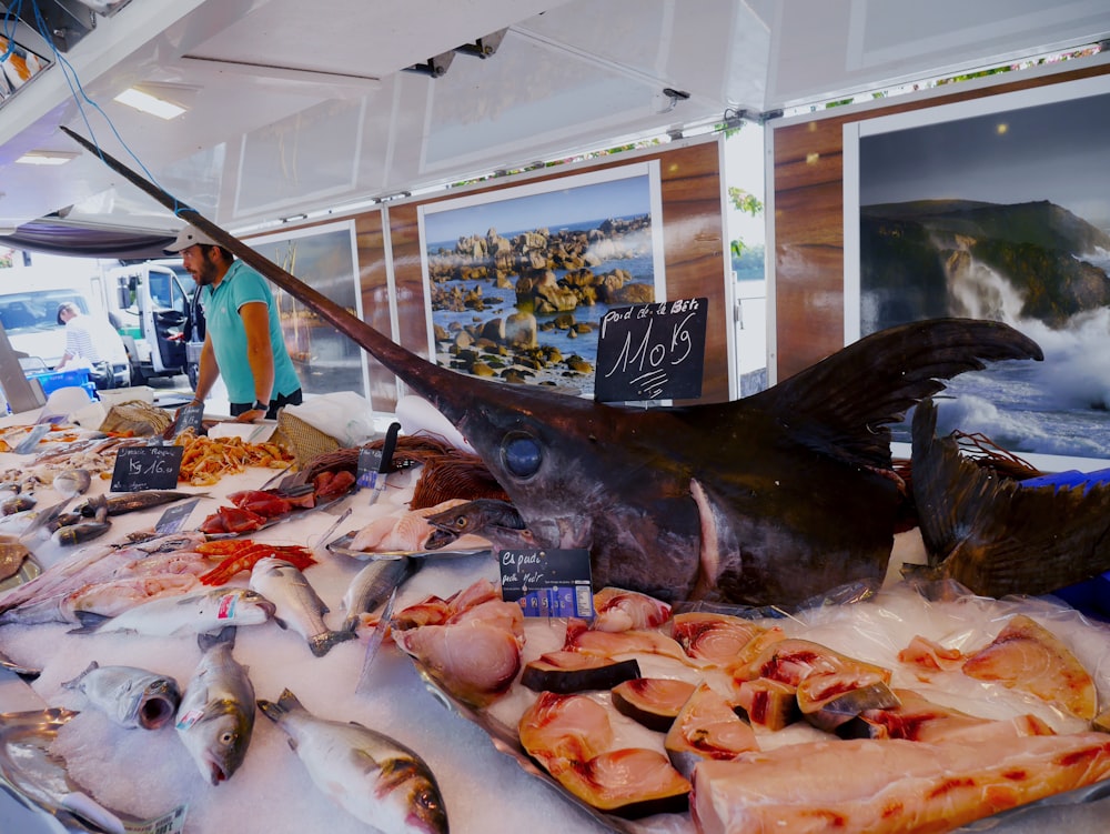 fishes on display in store