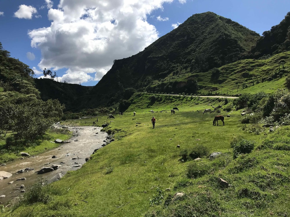 green grass field near mountain under white clouds during daytime