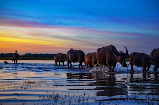 brown cow on water during daytime in Prey Veng Cambodia