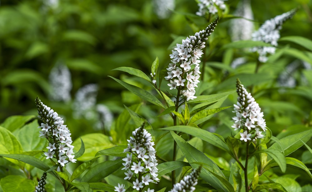 white flowers in tilt shift lens