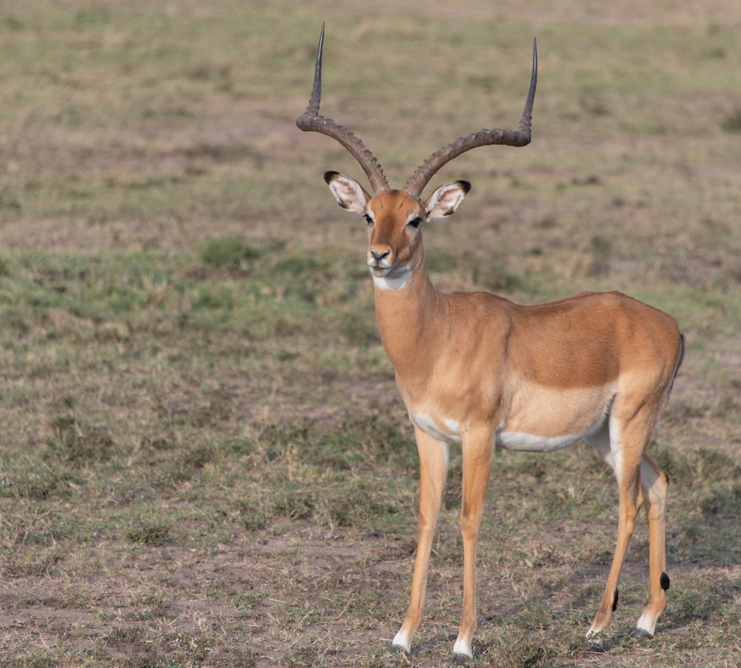  brown deer on green grass field during daytime antelope
