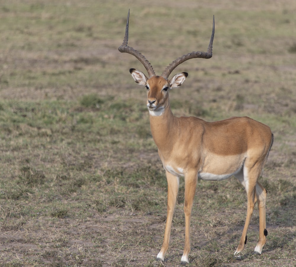 brown deer on green grass field during daytime