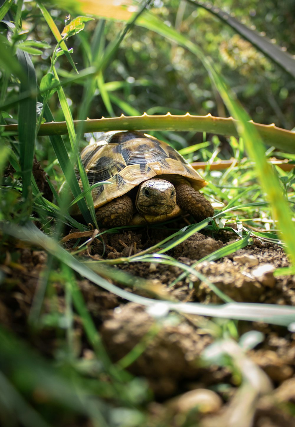 tartaruga marrone e nera su erba verde durante il giorno