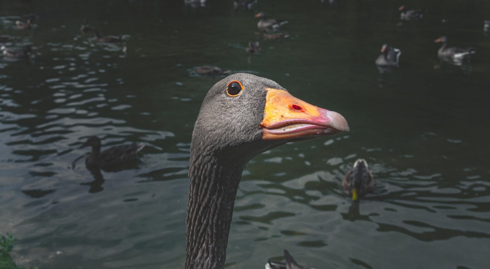 black duck on water during daytime