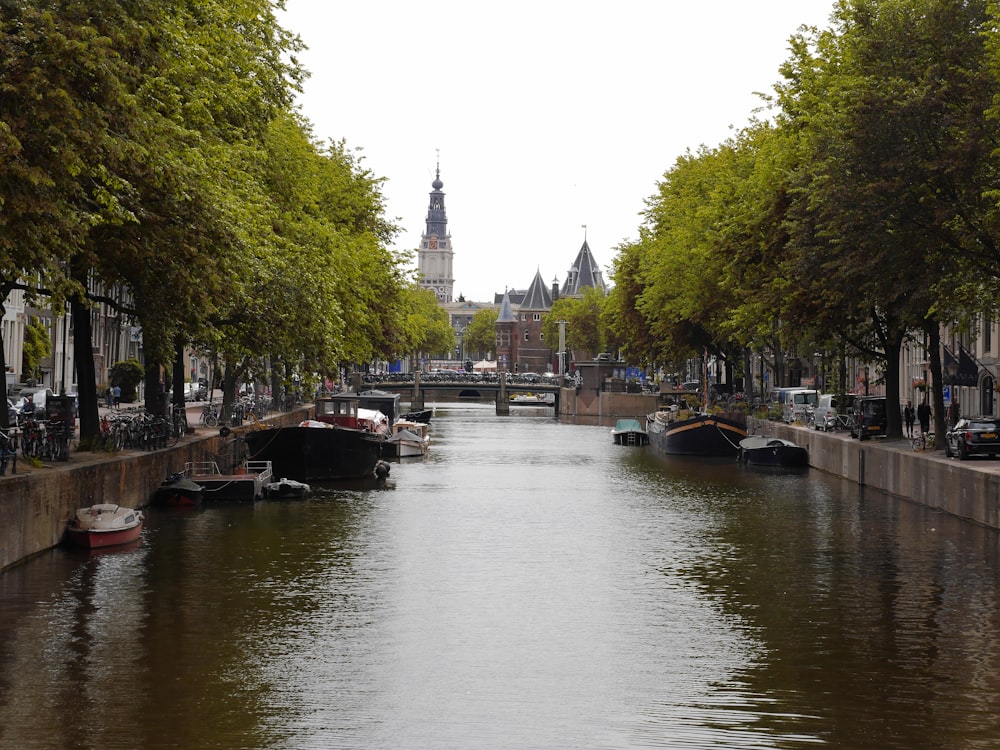 river between green trees during daytime